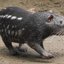 Tropa do ronaldo