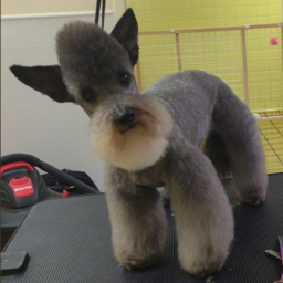 agronomia e bazata#2528