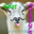 Goat Adventures