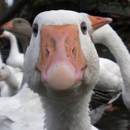 GooseHCM