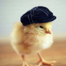 additional_chromosomes