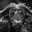Buffalos