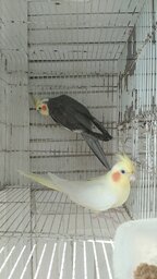 Yax mol chetaba
