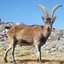IbexGoats