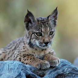 Lynxze.