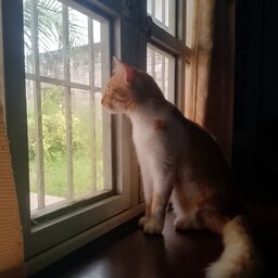 SHiida