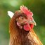 WatchChicken