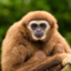 Gibbon osztag (was deleted at: 2023-10-08T14:40:54.9978941Z)