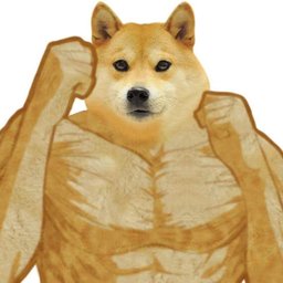KojotWIlly