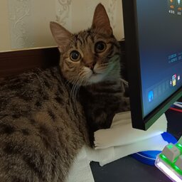 Lil_dimmy