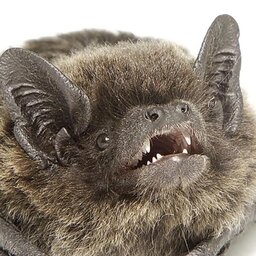 bat_koumori