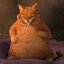 gato de bordas