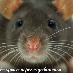 popochkashmelya