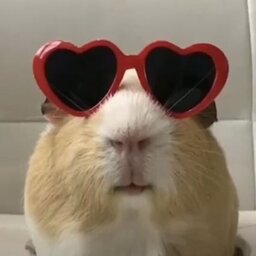 Mestre Splinter#Top1