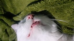ylukaaa