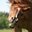 Crazy_Animals