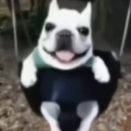souperpiggy
