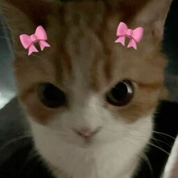 zlillia_