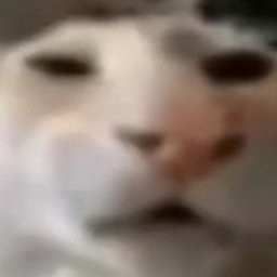 Kakaelaa