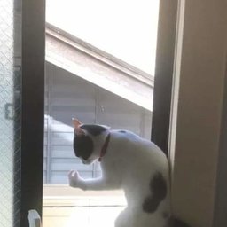 Daniel-StefanNeculai