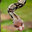 SNAKES01