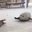 Bouncing Seals (was deleted at: 2019-04-18T18:18:05.2503775Z)