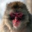 TURBO DOG MONKEYS