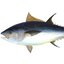 Tuna Cans
