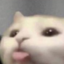 vpvpvp