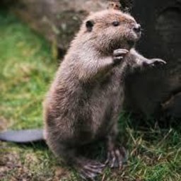 Beaverpwnr