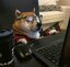 New Dog's Style
