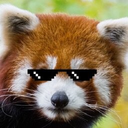 SwagPanda