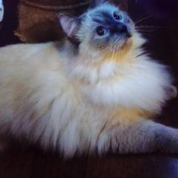 blusiaczekk