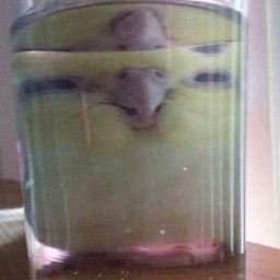 K1nGWard