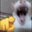 Fritte