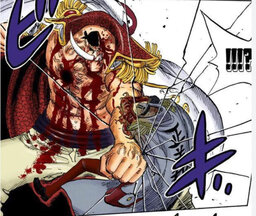Squalo_martello.