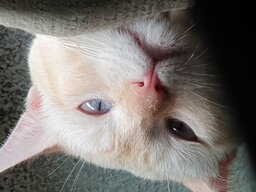 Jah3
