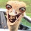 Nicu Lama