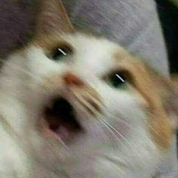 Bleoo