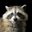 Renegades Raccoons