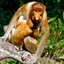 Tasmanian Monkeys