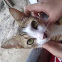 sees