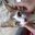 sees