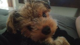 Pacheco & Dobbynho ~*