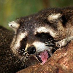 Racoon Master