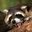 Racoon Master