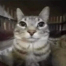 Mittens or something