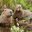 Capybarass