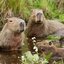 Capybarass