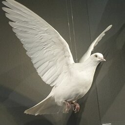 Lansker